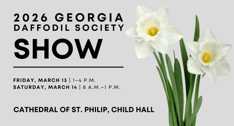Daffodi Show at Peachtree Road Farmers Market